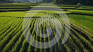 Rice fields and water channels