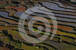 Rice fields in winter in Sapa, Vietnam