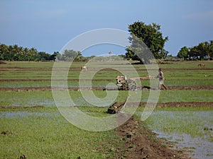 Rice Fields at work