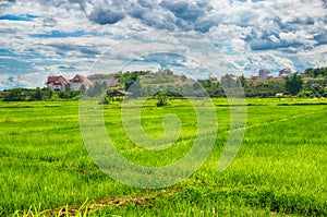 Rice filed around home