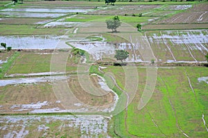 Rice filed landscape seen from above; kanchanaburi Thailand