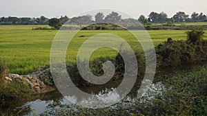 rice filed in siem reap