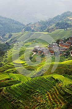 Rice filed terrace in Dazhai