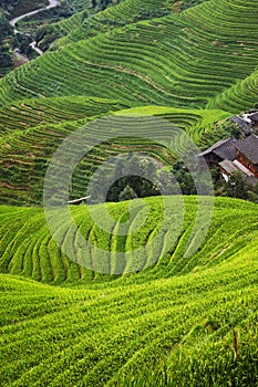 Rice filed terrace in Dazhai