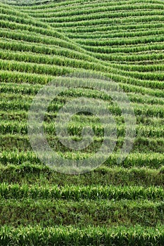 Rice filed terrace in Dazhai