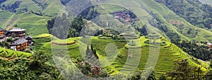 Rice filed terrace in Dazhai