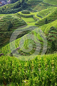 Rice filed terrace in Dazhai