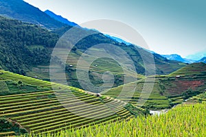 Rice filed terraces at Lao Chai, Sapa, Vietnam