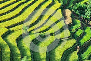 Rice filed terraces at Lao Chai, Sapa, Vietnam