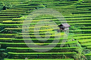 Rice filed terraces at Lao Chai, Sapa, Vietnam