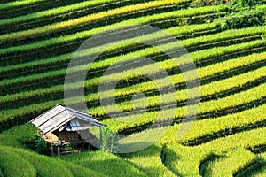 Rice filed terraces at Lao Chai, Sapa, Vietnam