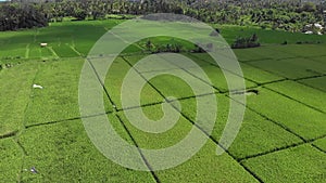 Rice Fileds aerial view to Ubud, Bali Indonesia