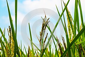 Rice fileds on sunny day