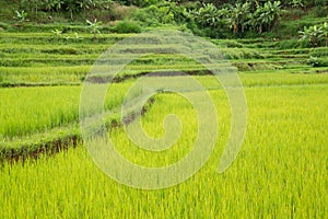 Rice fileds at Vietnam on mountain