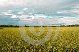 Rice filled and blue sky landscape view