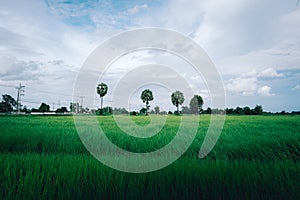 Rice flied in thailand with three sugar palm