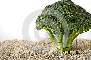 A rice floor, and a broccoli, imitating a playground