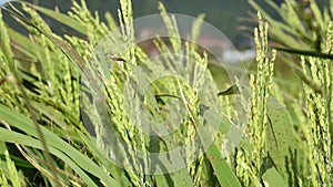 The rice flower on the field