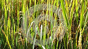 The rice flower on the field