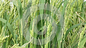 The rice flower on the field