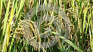 The rice flower on the field