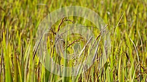 The rice flower on the field