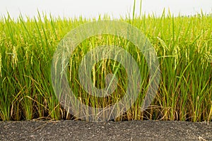 Rice flowering in the field and young paddy rice with water drop