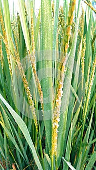 Rice flowers field close up