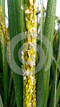 Rice flowers field snap photo