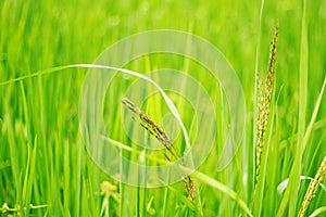 Rice with freshness of field