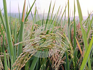 Rice fruit that is starting to droop is a sign that it is starting to grow old and full. photo