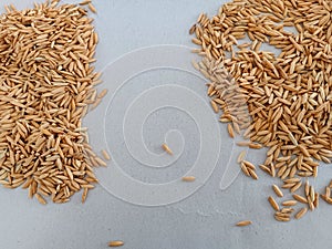 rice germinate seed testing on wet paper