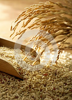 Rice grain