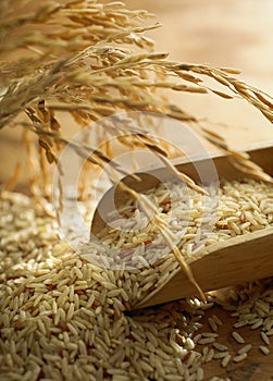 Rice grain