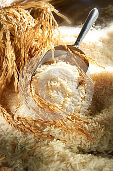 Rice Grain photo