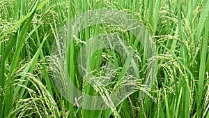 Rice Grain on Green Paddy Wiggle By Wind Blowing. Fresh and Lush Paddy Farming or Plantation