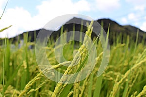 The rice grain in paddyfield. Pic was taken in Yamaguchi, August