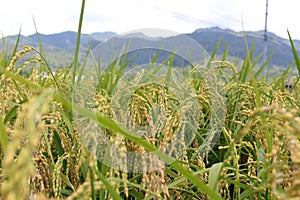 The rice grain in paddyfield. Pic was taken in Yamaguchi, August