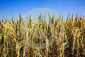Rice and grain ready to be harvested.