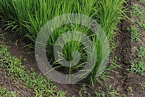 Rice grain, seeds and culms and straw in geometrical patterns of lush green rice fields and rice paddies in summer in Japan