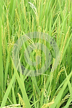 Rice grain, seeds and culms and straw in geometrical patterns of lush green rice fields and rice paddies in summer in Japan