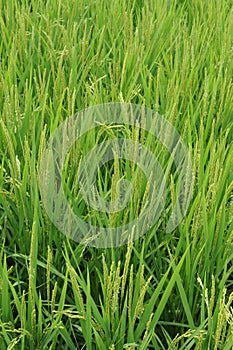 Rice grain, seeds and culms and straw in geometrical patterns of lush green rice fields and rice paddies in summer in Japan
