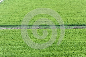 Rice grain, seeds and culms and straw in geometrical patterns of lush green rice fields and rice paddies in summer in Japan