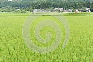 Rice grain, seeds and culms and straw in geometrical patterns of lush green rice fields and rice paddies in summer in Japan