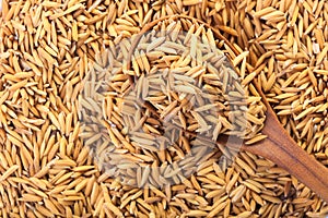 rice grain in a wooden spoon and forming a background.