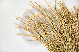 Rice grain yield or Golden rice spikes