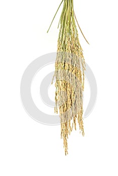 Rice grain yield or Golden rice spikes