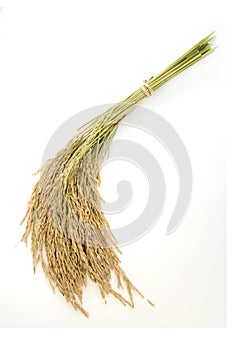 Rice grain yield or Golden rice spikes