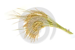 Rice grain yield or Golden rice spikes