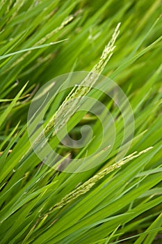 Rice grains 2